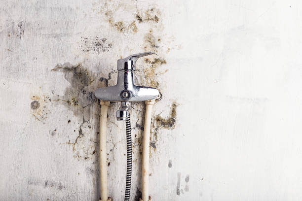 Best Best Mold Removal Companies  in Milford Square, PA