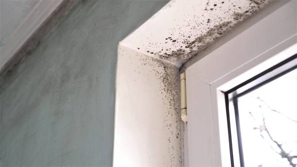 Crawl Space Mold Removal in Milford Square, PA