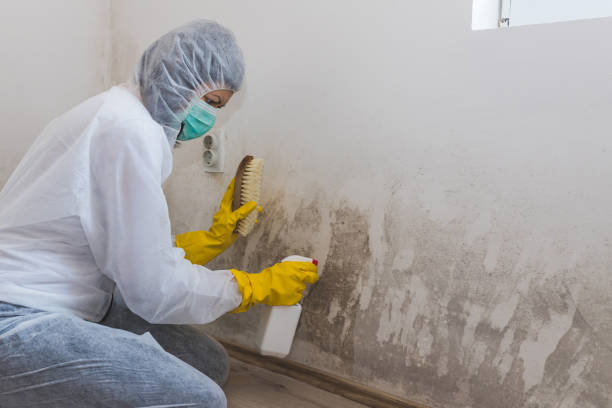 Best Mold Damage Repair  in Milford Square, PA