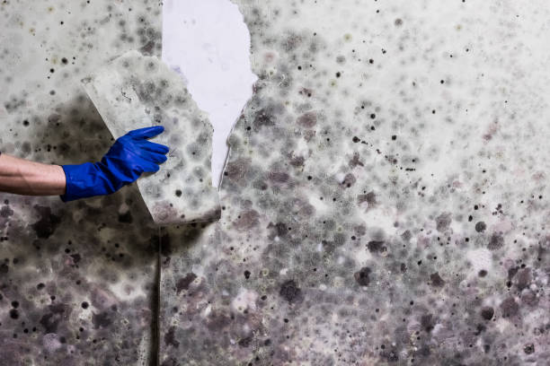 Best Mold Testing  in Milford Square, PA